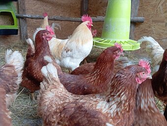 Násadové vajíčka - 2