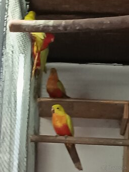 Papagaj kralovsky  žlty - 2