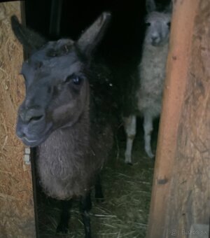 Samec lamy krotké - 2