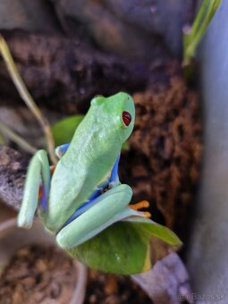 Listovnica Červenooká - 2