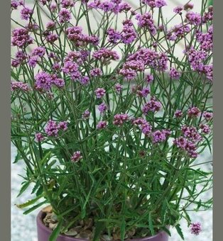 Verbena Železník Argentínsky - 2