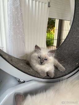 Ragdoll mačiatka s PP - 2
