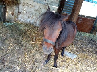Rýchli predaj mini ponik 5r iba 350€ - 2