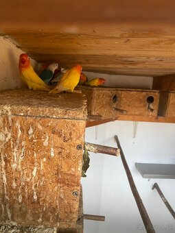 Agapornis fisher - 2