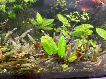 Javsky mach cryptocoryne - 2