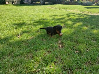 Trpasličí jazvečík hladkosrstý - 2