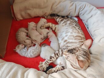 Bengálske mačiatka - 2