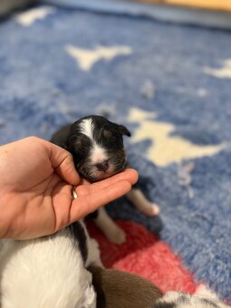 Austrálsky ovčiak- šteniatka - 2