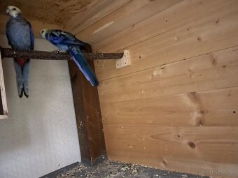 Rosela žlutohlava - 2