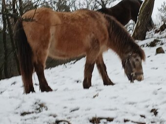 Vymenim valacha kona hucul - 2