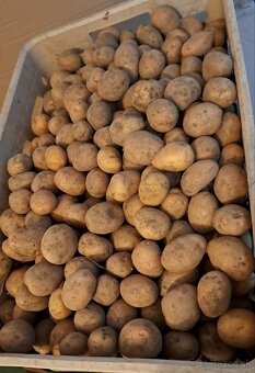 Sadbové zemiaky - 2