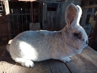 Králiky, zajace - 2