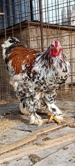 Brahmanka Pocelán - 2