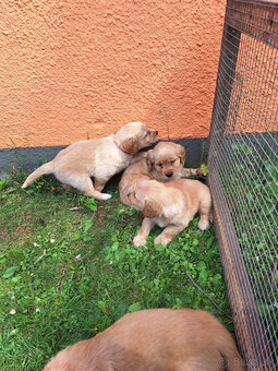 zlatý retriever - 2
