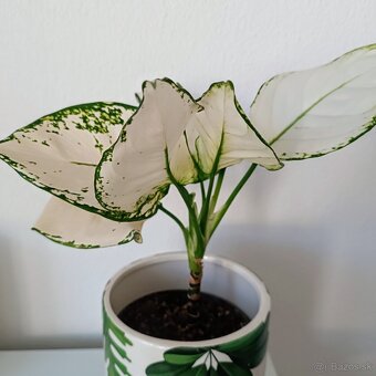 Aglaonema White Joy - 2