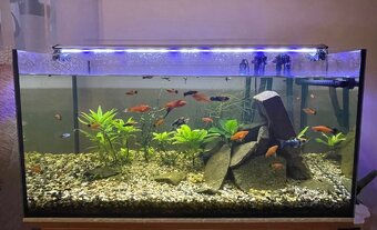 125L Akvákrium + vybavenie - 2