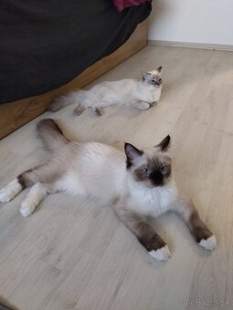 Ragdoll bez PP - 2