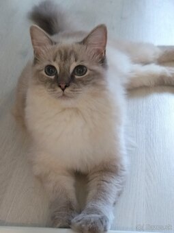 Ragdoll bez PP - 2