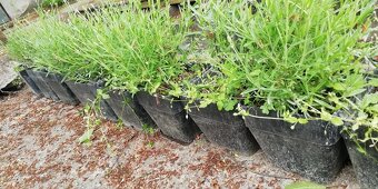 Levandula - 2