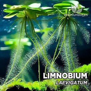 Limnobium laevigatum - plávajúca rastlina - 2