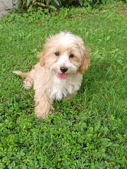Maltipoo - 2