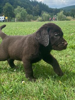 Labradorský retriever čokoláda - štěňátka s Průkazem Původu - 2