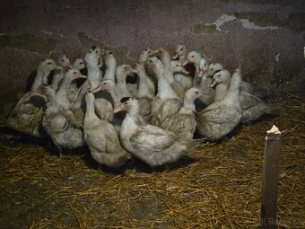 Predám mulardy-husokacky - 2