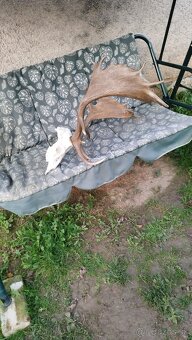 Predám trofej strieborný Daniel.  Parožie zhody trofeje. - 2