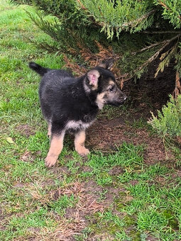 Nemecky ovčiak šteniatka - 2