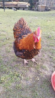 Orpington kohút - 2