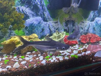 Sumček žraločí - 2