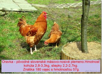 Predám kuriatka oravka žltá - 2