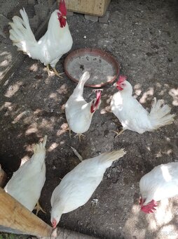 Nasadové vajcia - Leghorn - 2