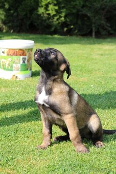 Predám sučku Belgického Ovčiaka Malinois - 2