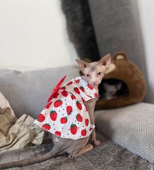 Mačička sphynx - 2
