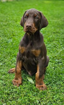 Doberman s PP - šteniatka - 2