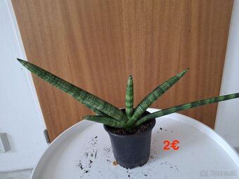 Mix izbových rastlín: Tučnolist, Prýštec, Euphorbia - 2