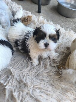 Predám šteniatka Shi-tzu ši-cu šicu shihtzu - 2