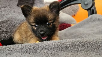 Pomeranian - 2