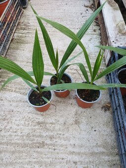 Washingtonia Robusta - 2