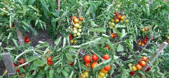 Paprika bio,paradajky bio,baranie rohy,Alma paprika - 2
