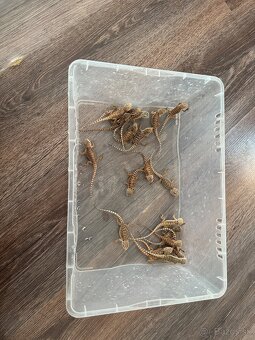 Agamy bradate (Pogona vitticeps) Mláďatá - 2