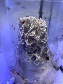 Acromyrmex lundii-Listorezné mravce - 2