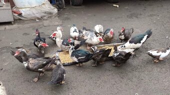 Čínske kačice - 2