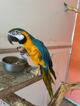 Ara ararauna 0,1 - 2