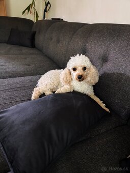 Toy Pudlík Apricot - 2