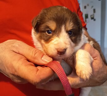 Border kólia - hnedobiele šteniatka - 2