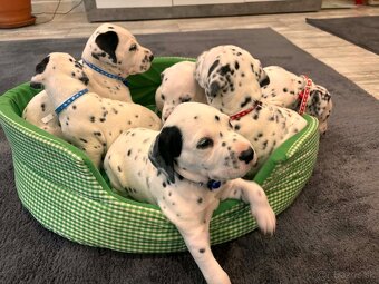 DALMATIN šteniatká - 2