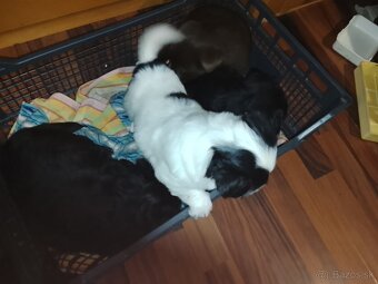 Darujem krásne šteniatka - 2