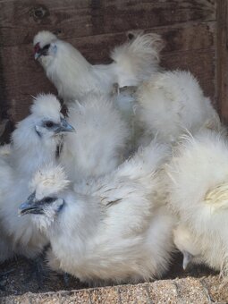 Zdrobnela hodvabnicka - 2